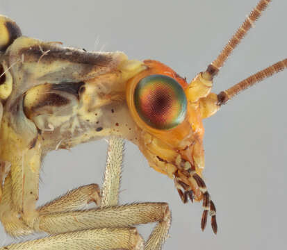 Image of Nothochrysa fulviceps (Stephens 1836)