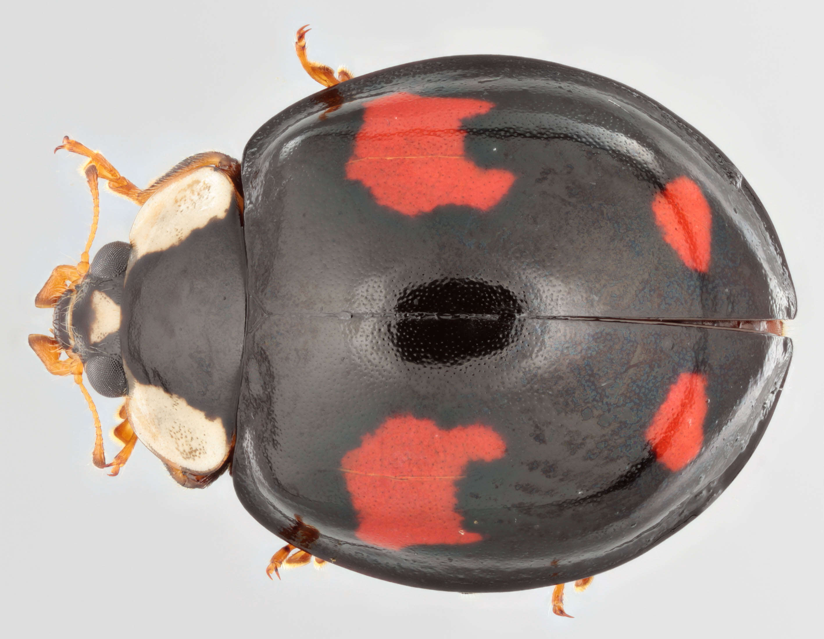 Image of Harmonia axyridis f. spectabilis