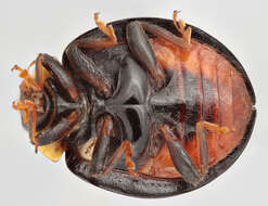 Image of Harmonia axyridis f. spectabilis