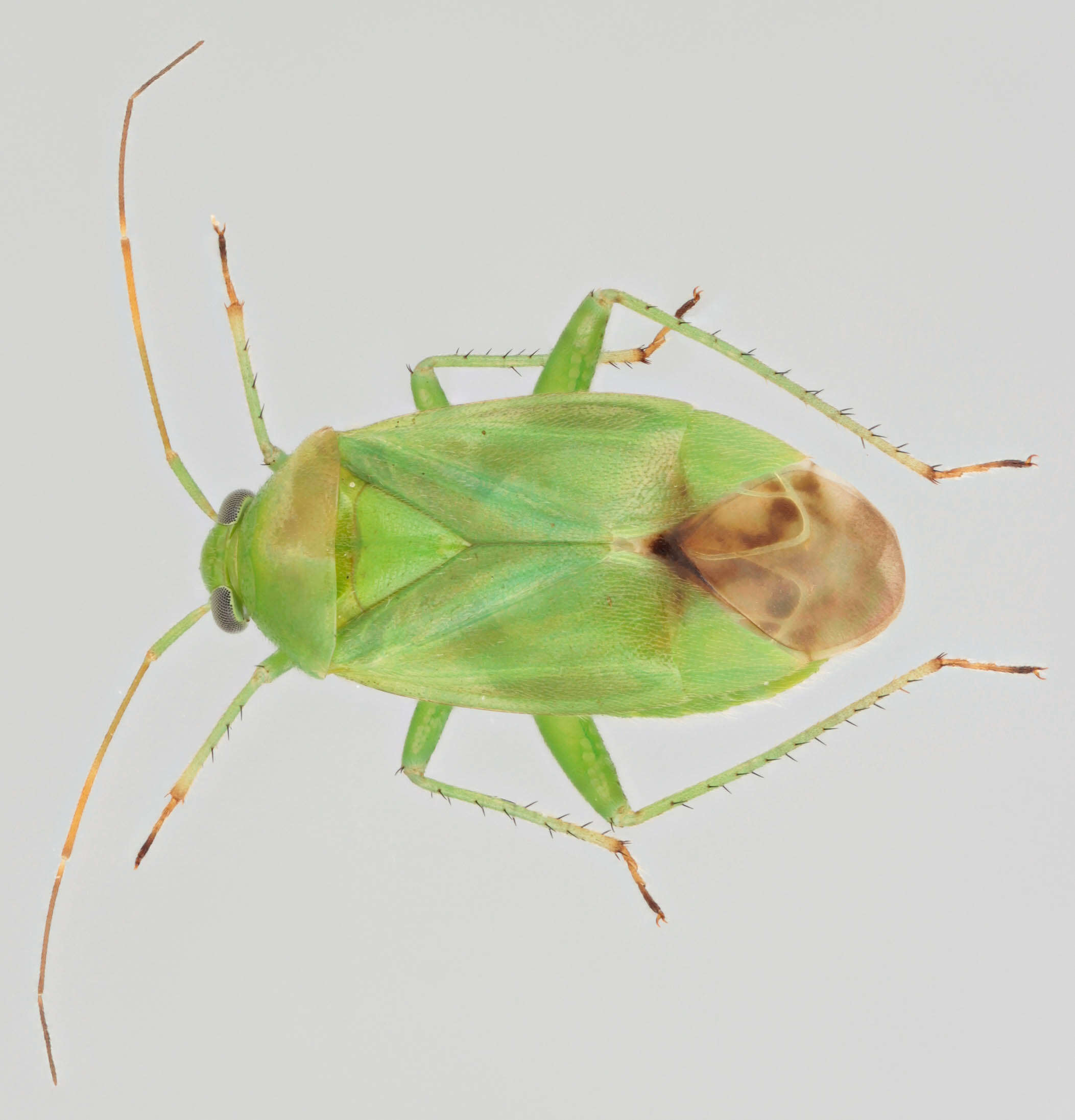 Image of Apolygus lucorum (Meyer-Dur 1843)