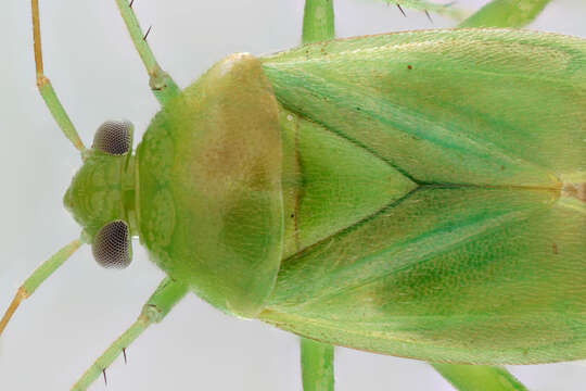 Слика од Apolygus lucorum (Meyer-Dur 1843)