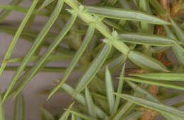 Imagem de Juniperus communis var. communis