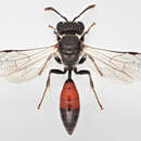 Image of Mimesa equestris (Fabricius 1804)