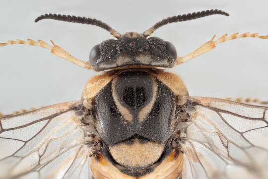 Image of Introduced Pine Sawfly