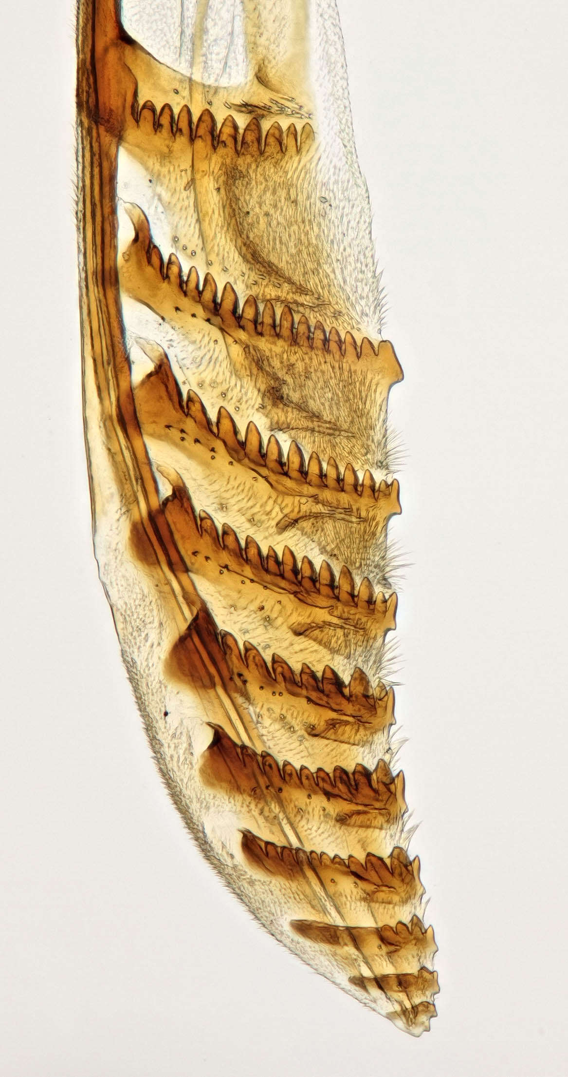 Plancia ëd Diprion similis (Hartig)