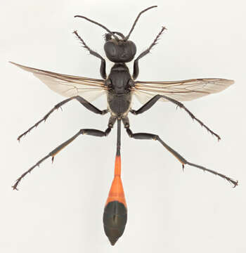 Image of Ammophila sabulosa (Linnaeus 1758)