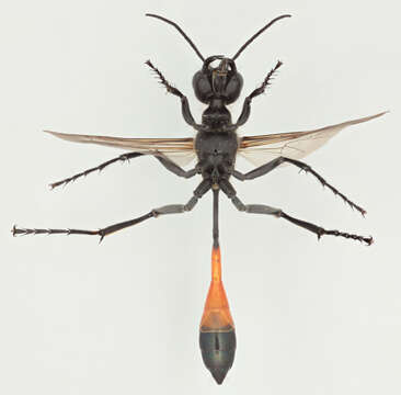 Image of Ammophila sabulosa (Linnaeus 1758)