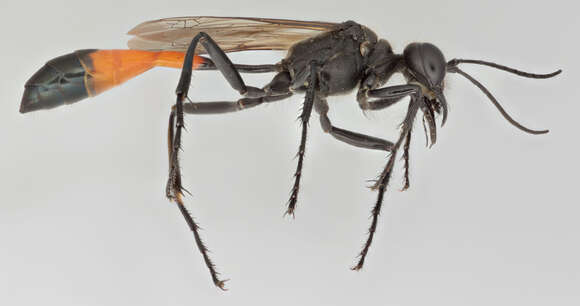 Image of Ammophila sabulosa (Linnaeus 1758)