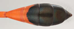 Image of Ammophila sabulosa (Linnaeus 1758)