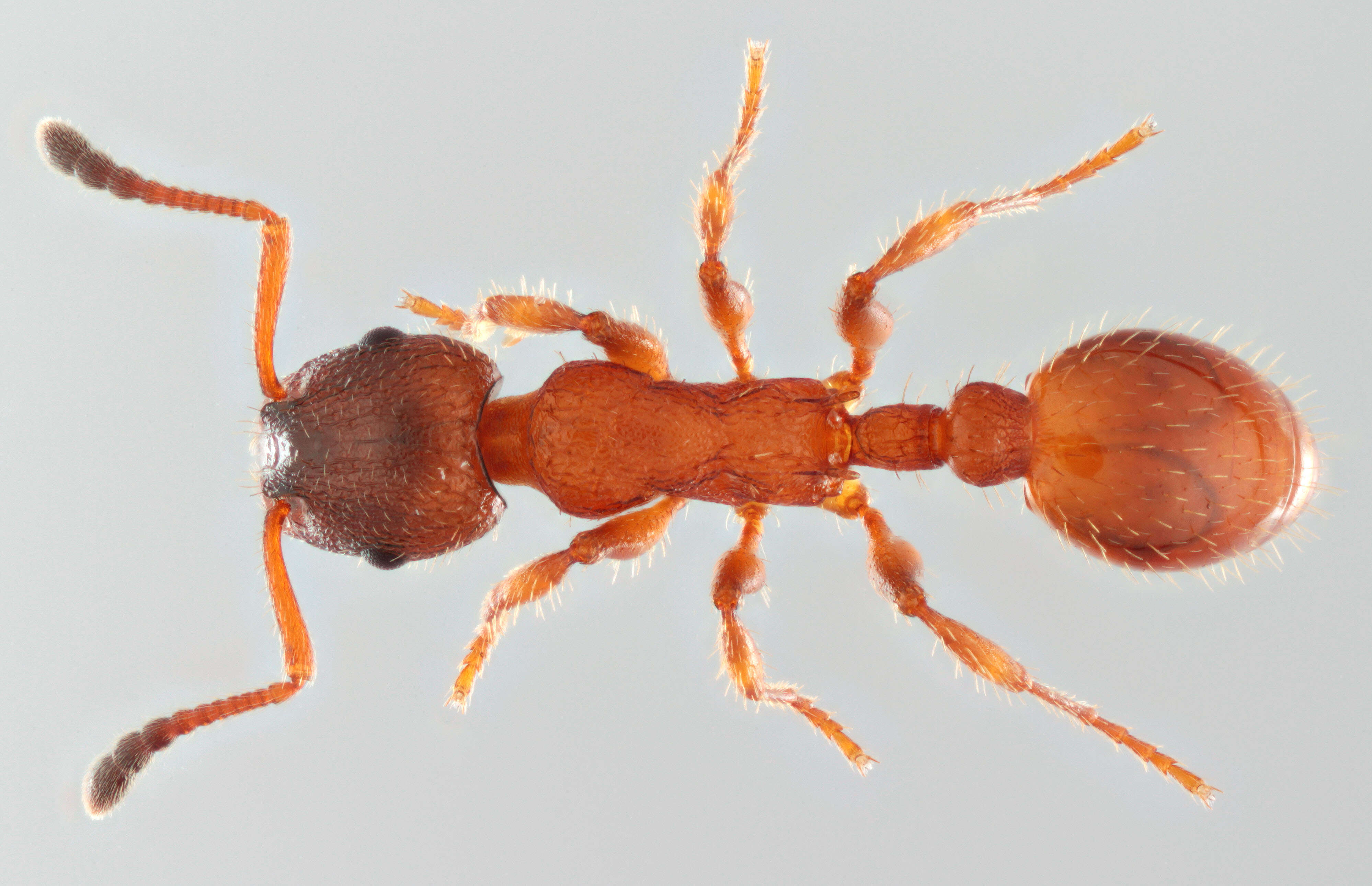 Imagem de Leptothorax acervorum (Fabricius 1793)