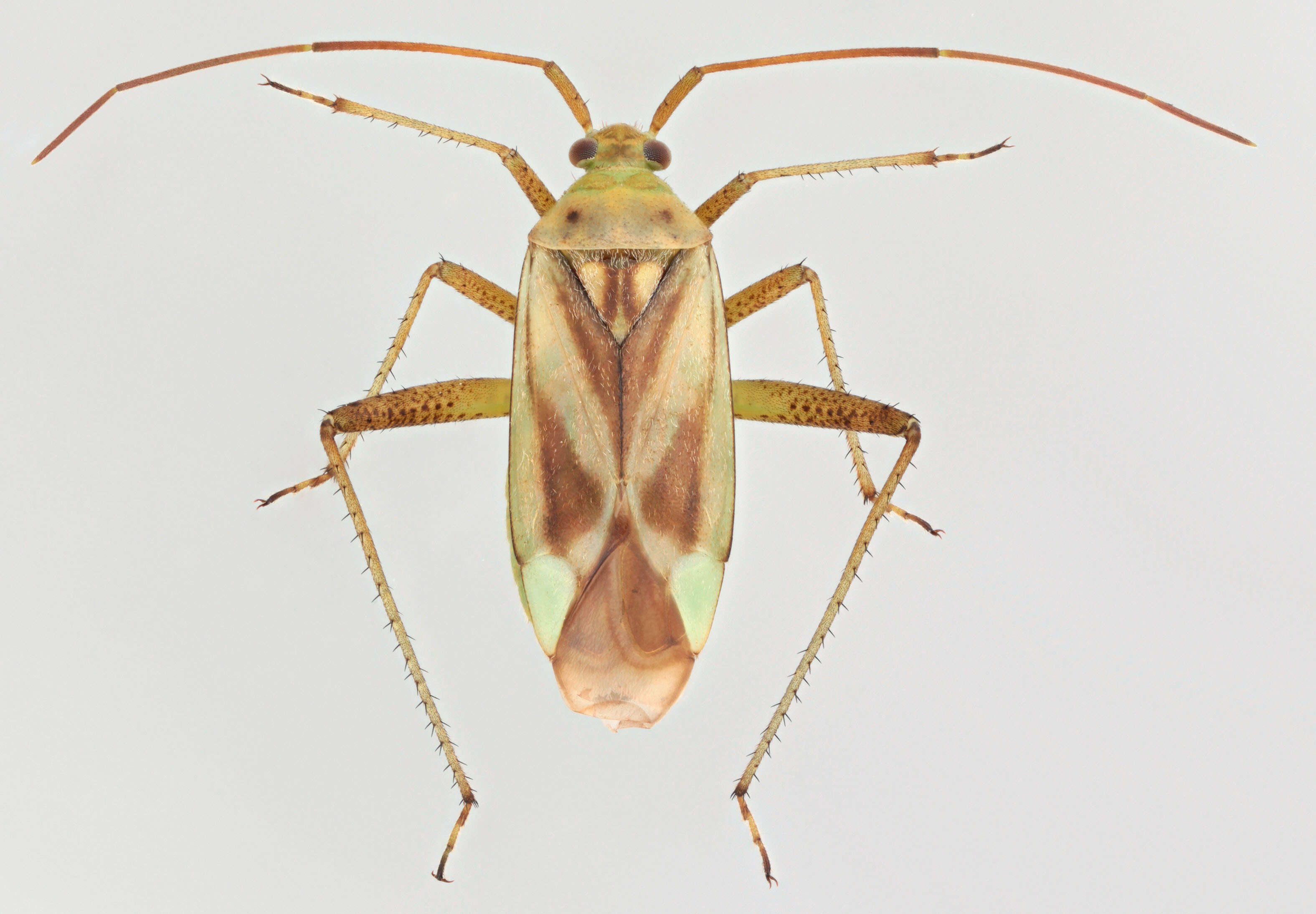 Image of alfalfa plant bug