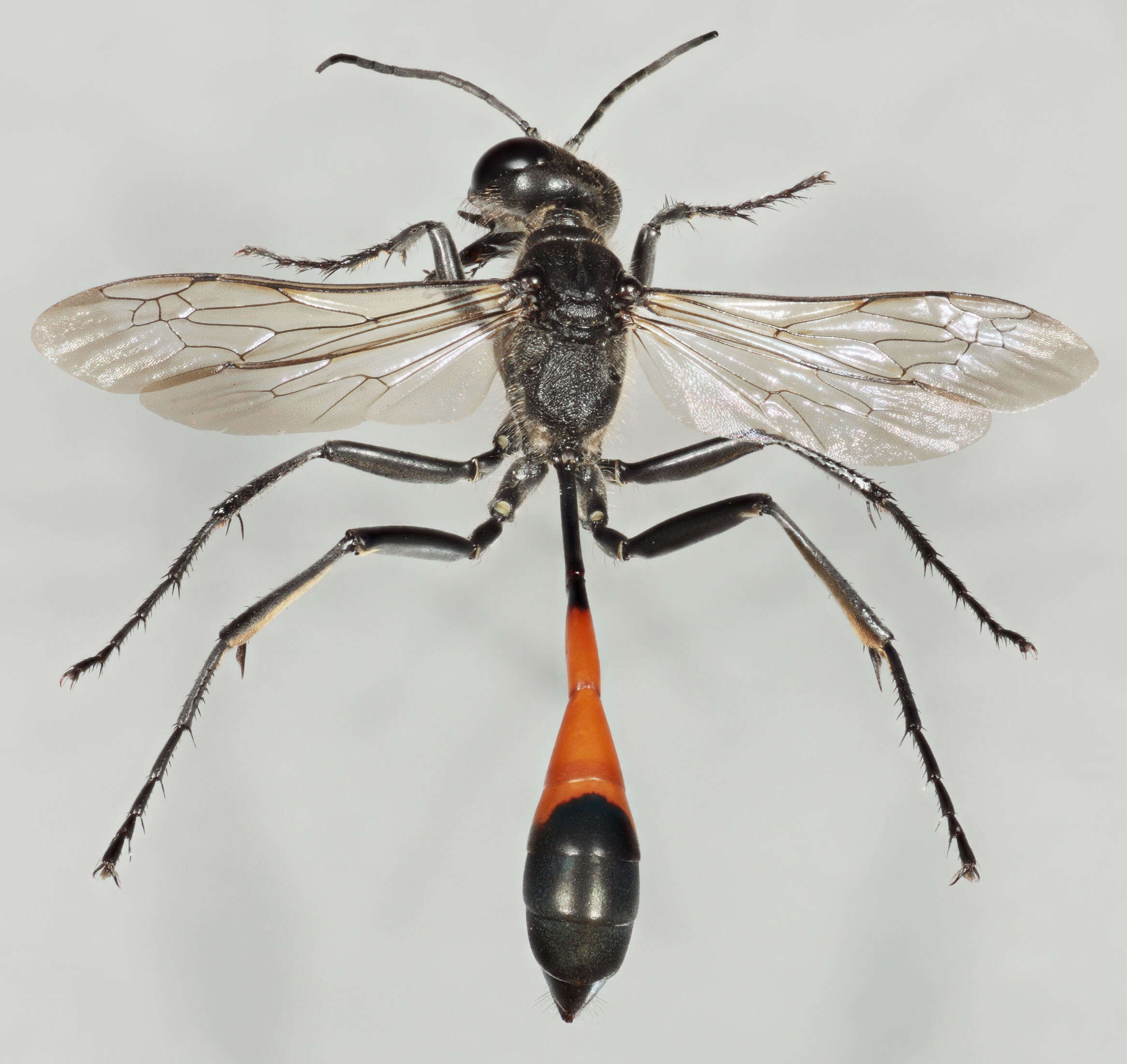 Image of Ammophila sabulosa (Linnaeus 1758)