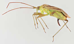 Image of alfalfa plant bug