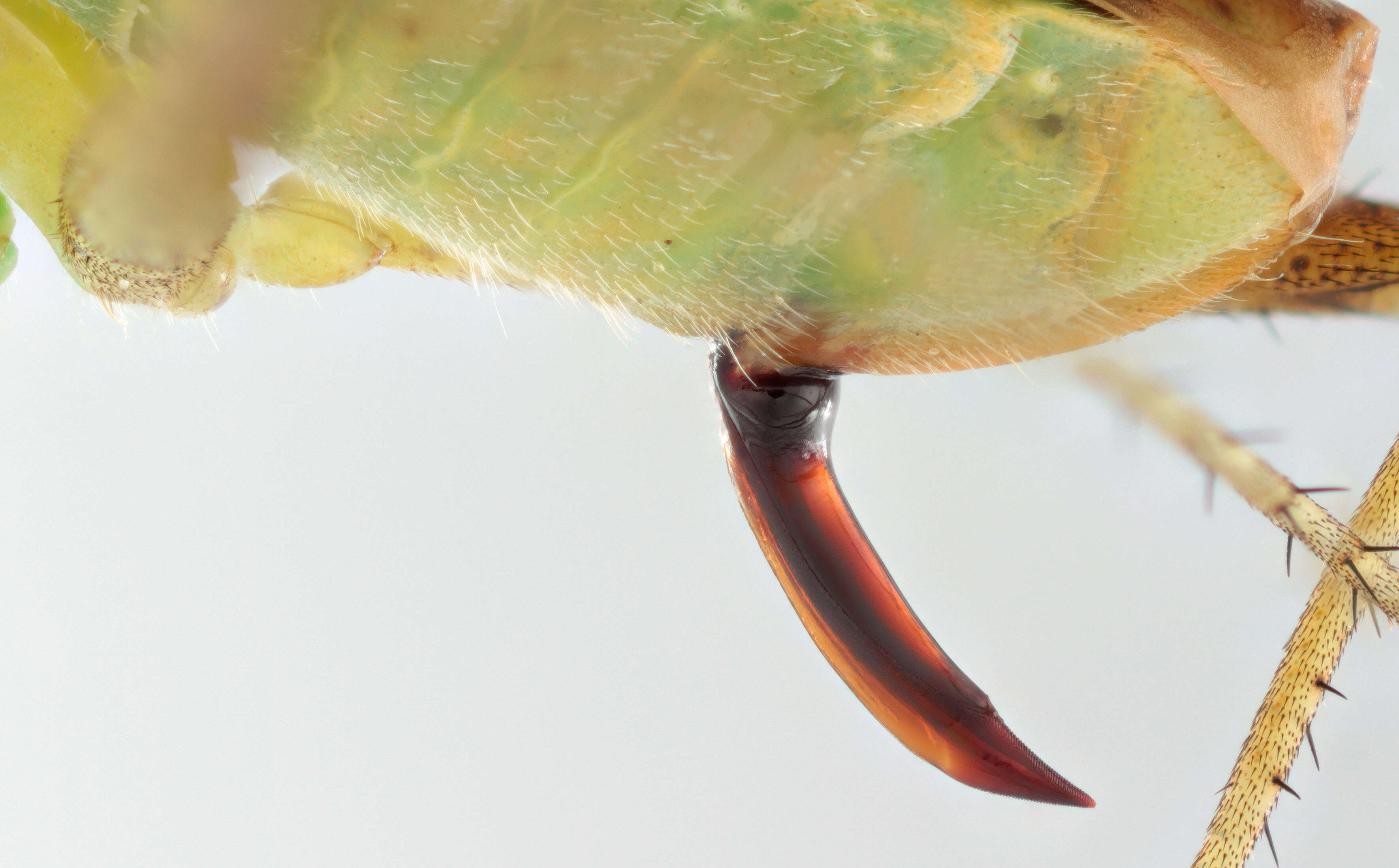 Image of alfalfa plant bug