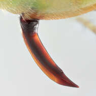 Image of alfalfa plant bug