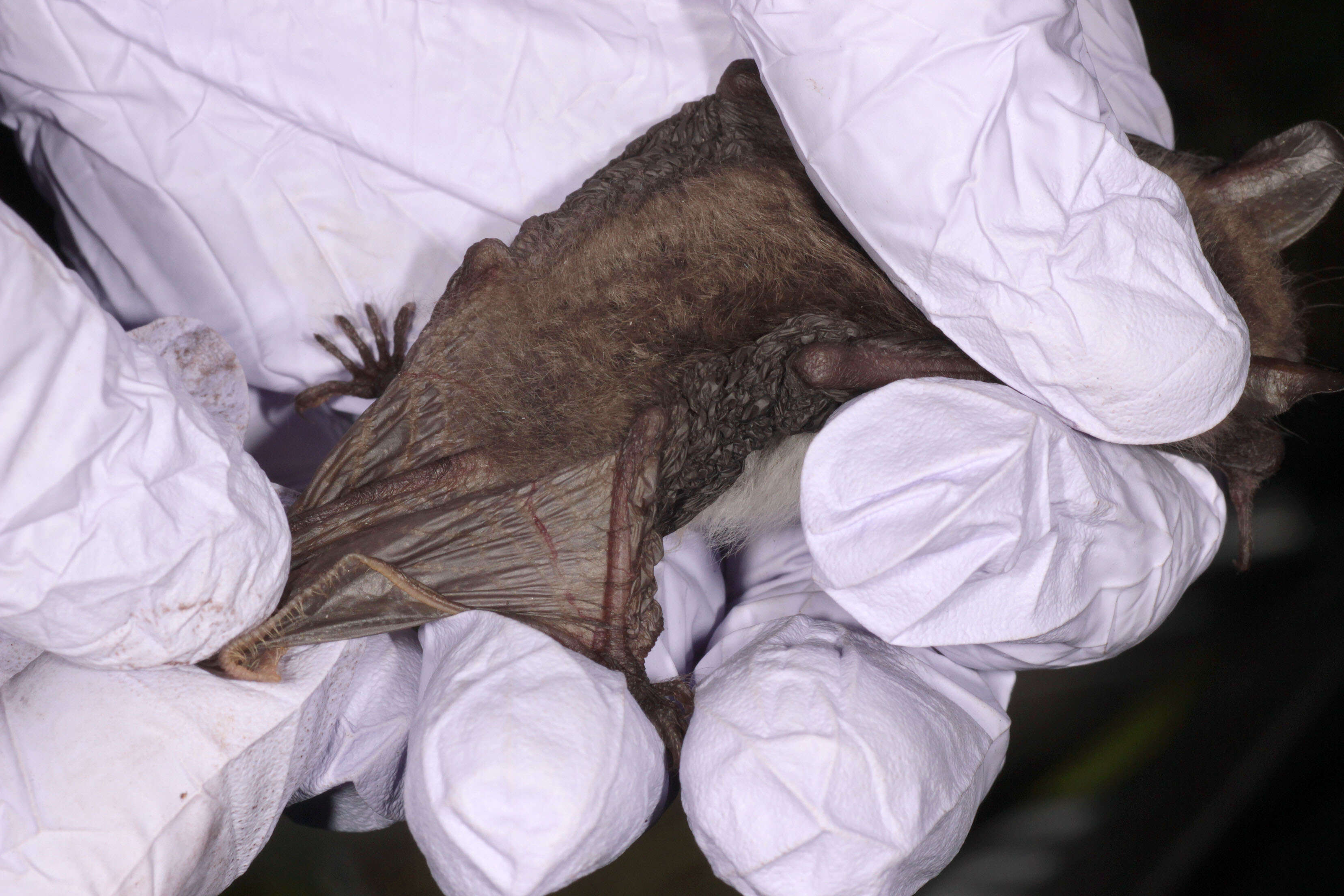 Image of Natterer's Bat