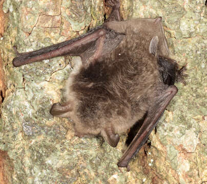 Image of Natterer's Bat