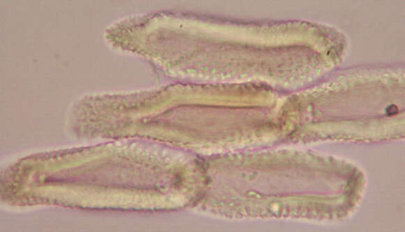 Image of Gymnosporangium clavariiforme (Wulfen) DC. 1805