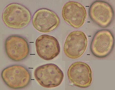 Image of Gymnosporangium clavariiforme (Wulfen) DC. 1805