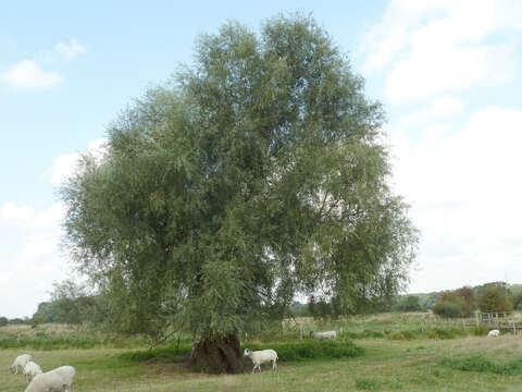 Image of White Willow