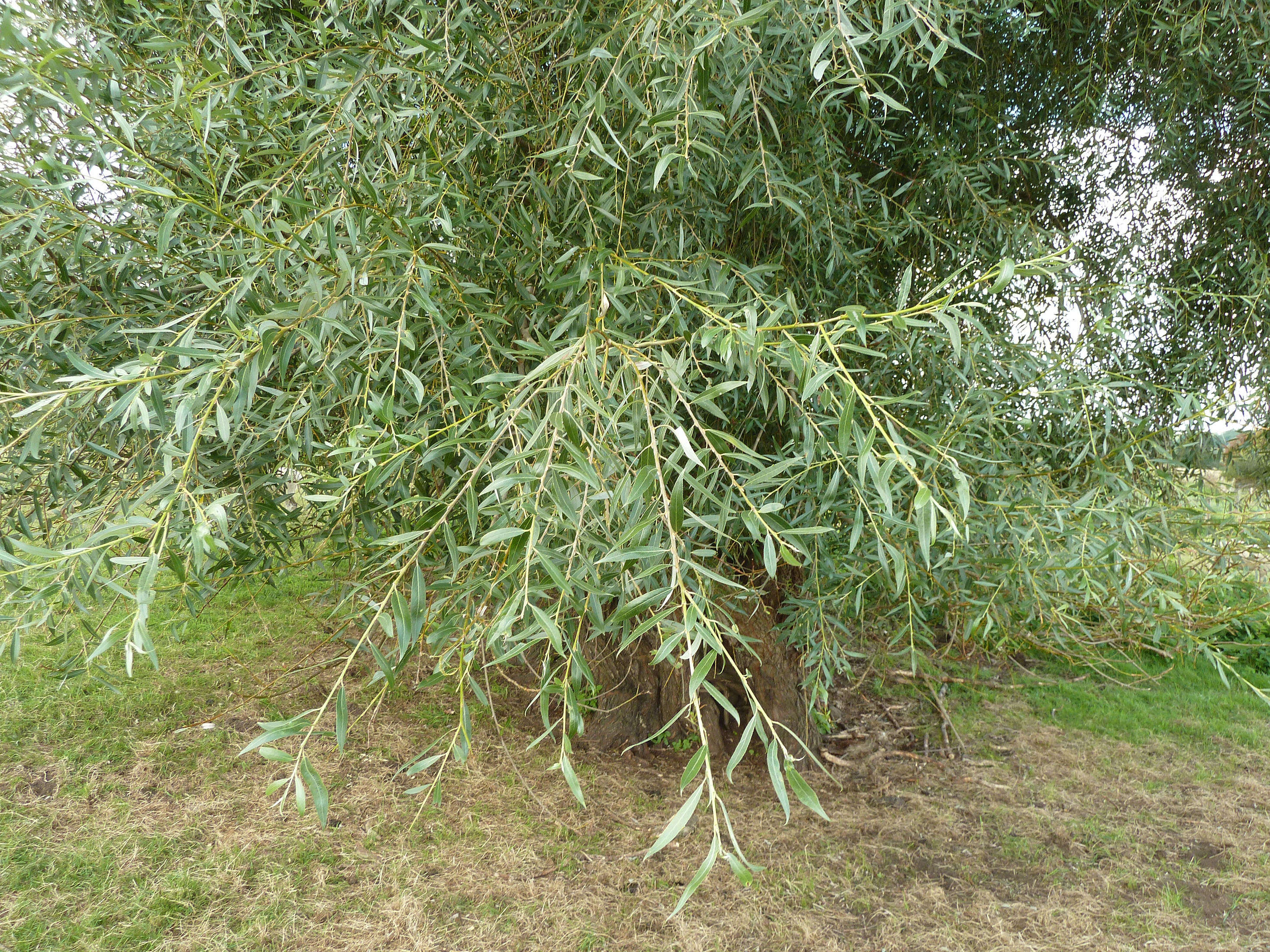 Image of White Willow