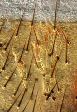 Image de Stigmatomyces geomyzae W. Rossi & Cesari 1980