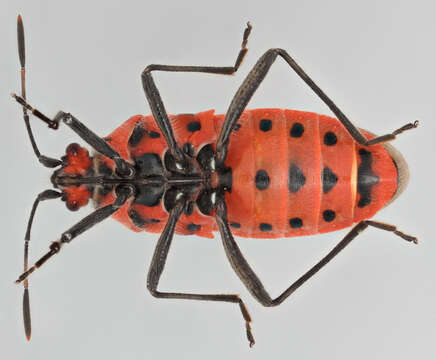 Image of black & red squash bug