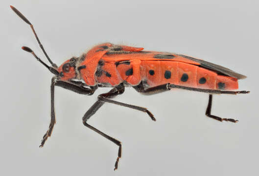 Image of black & red squash bug