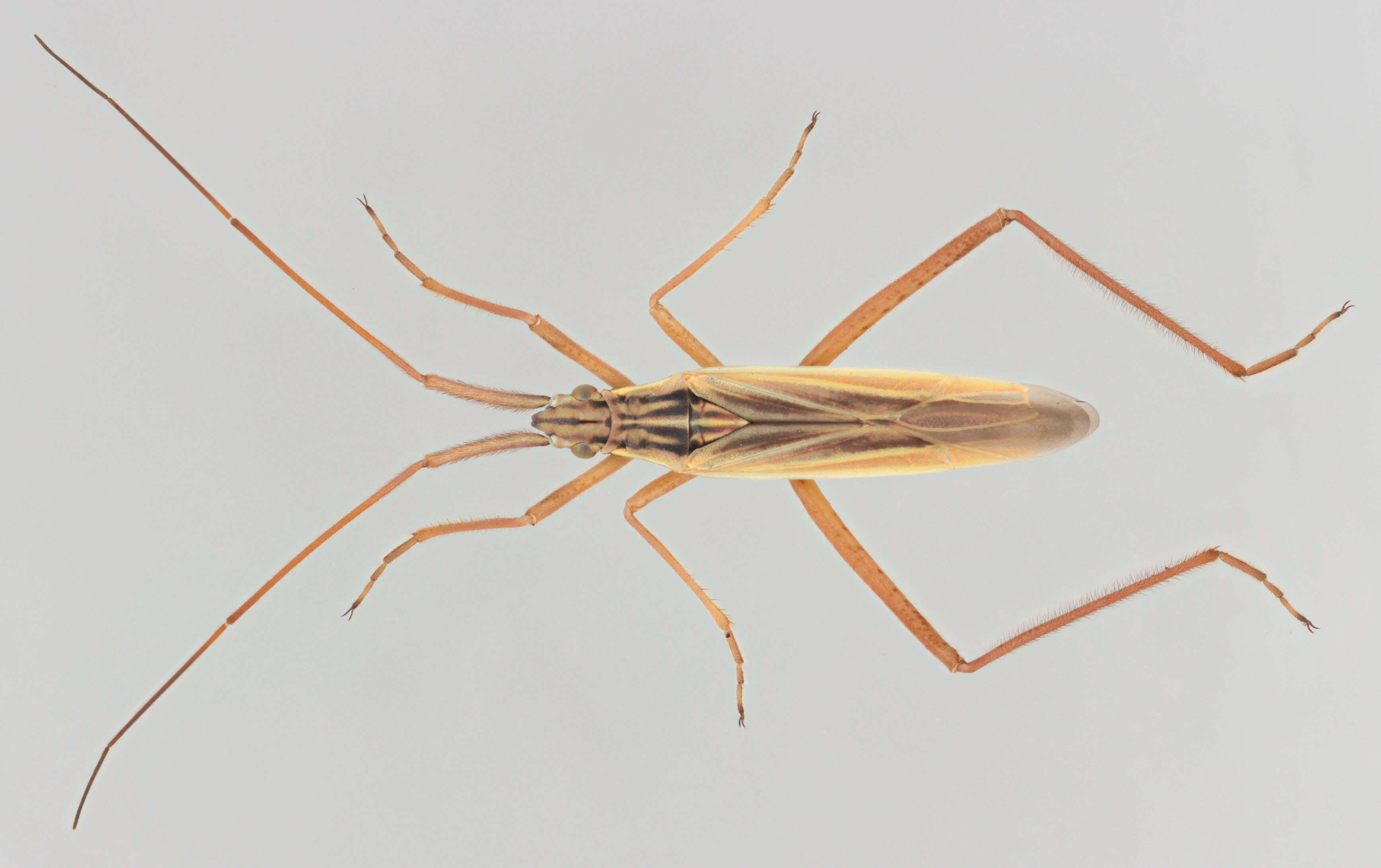 Image of Notostira elongata (Geoffroy 1785)