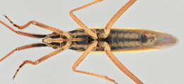 Image of Notostira elongata (Geoffroy 1785)