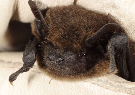 Image of soprano pipistrelle, pygmy pipistrelle