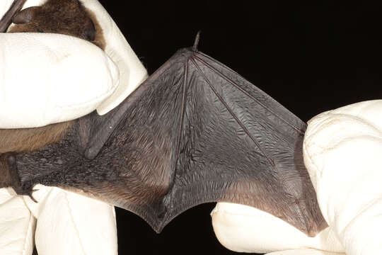 Image of soprano pipistrelle, pygmy pipistrelle