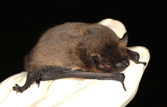 Image of soprano pipistrelle, pygmy pipistrelle