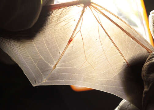 Image of soprano pipistrelle, pygmy pipistrelle