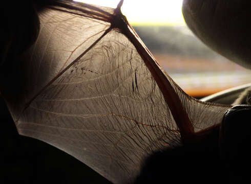 Image of soprano pipistrelle, pygmy pipistrelle