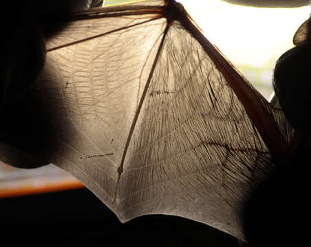 Image of soprano pipistrelle, pygmy pipistrelle