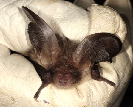 Image of Brown long-eared bat