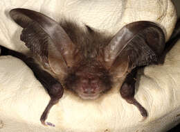 Image of Brown long-eared bat