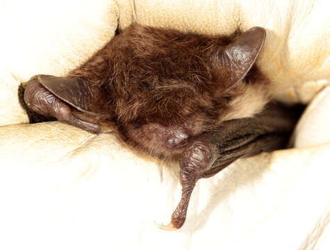 Слика од Myotis daubentonii (Kuhl 1817)