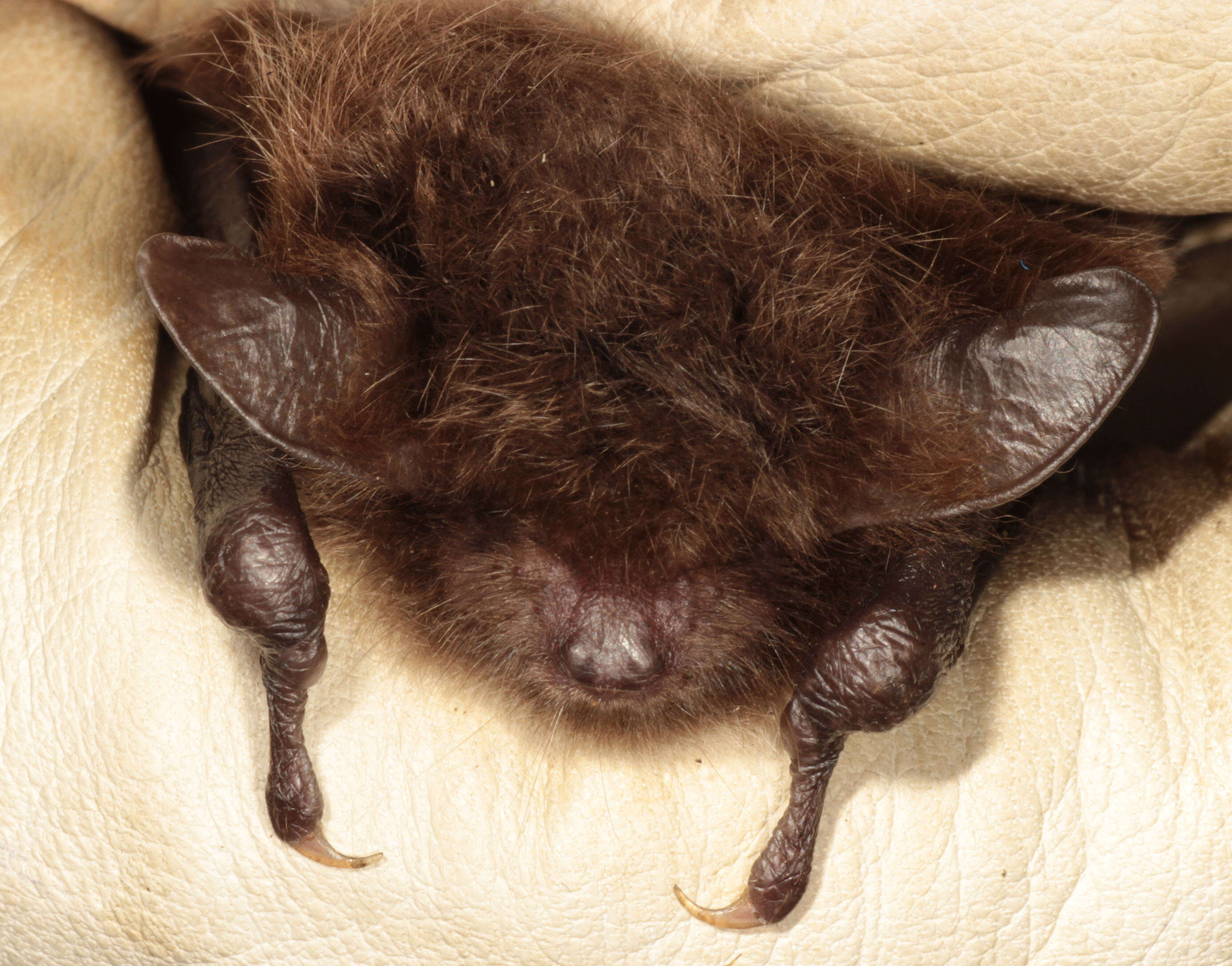 Image of Daubenton's Bat