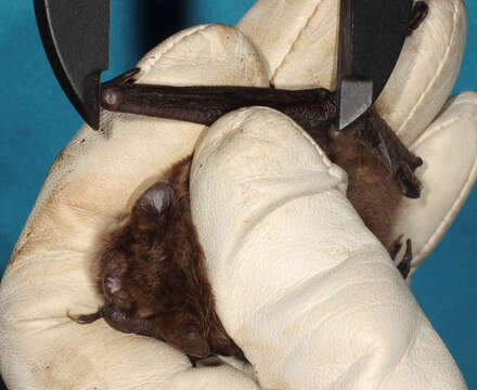 Image of Daubenton's Bat