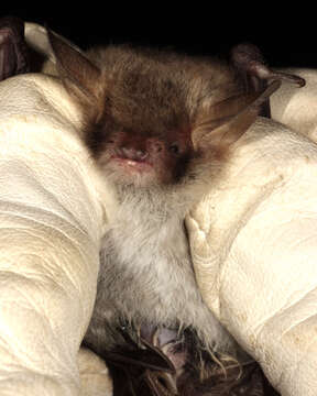 Image of Natterer's Bat