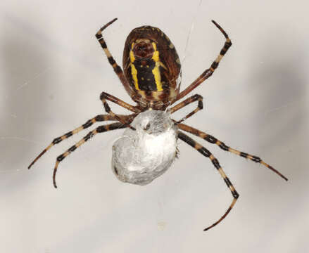 Image of Barbary Spider