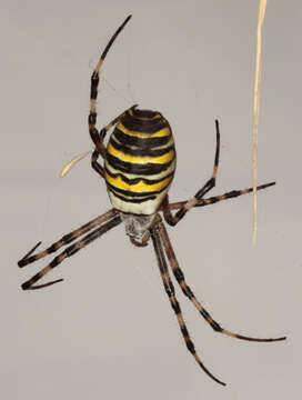 Image of Barbary Spider