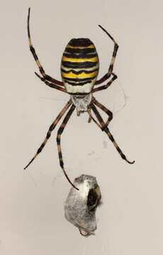 Image of Barbary Spider