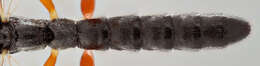 Image de Zaglyptus varipes (Gravenhorst 1829)