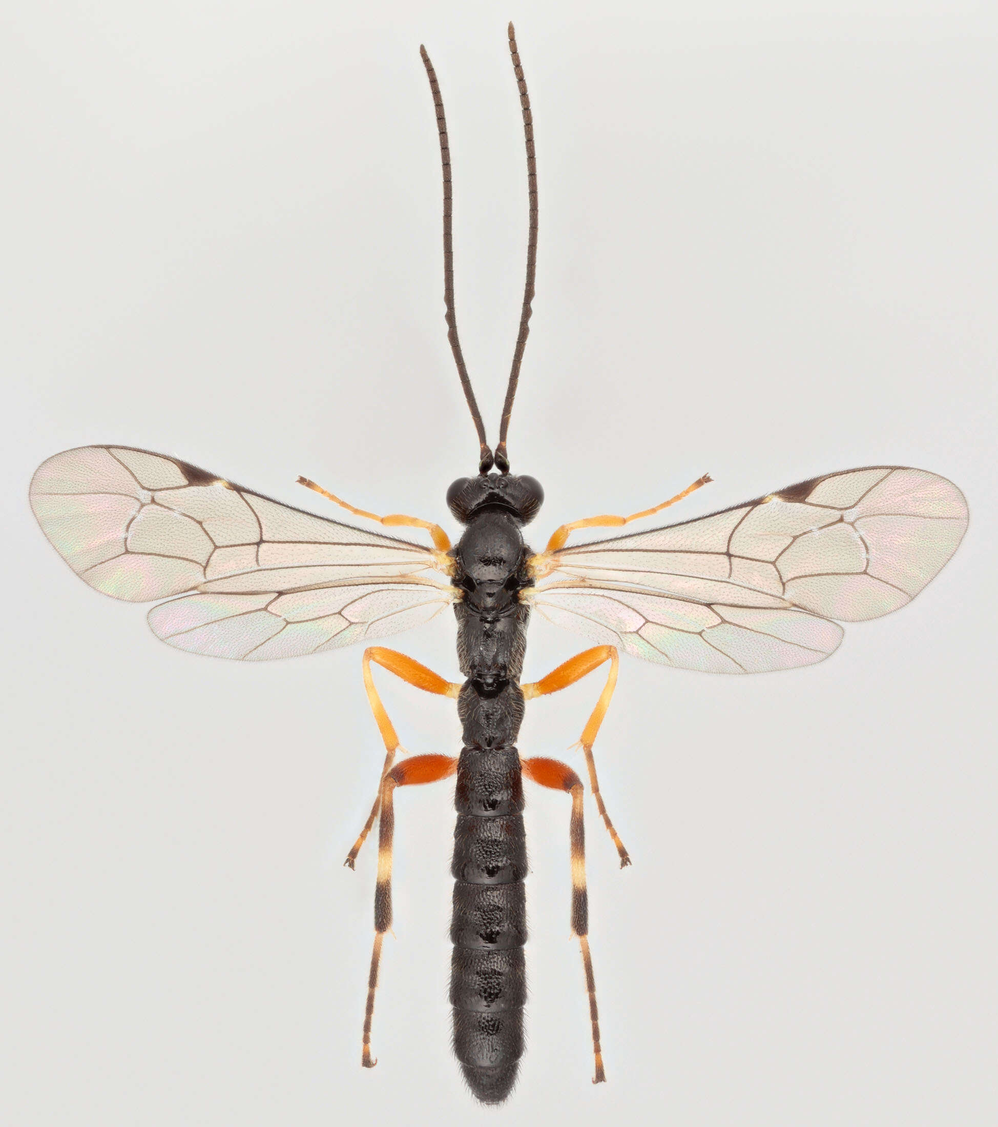 Image de Zaglyptus varipes (Gravenhorst 1829)