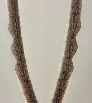 Image of Zaglyptus varipes (Gravenhorst 1829)
