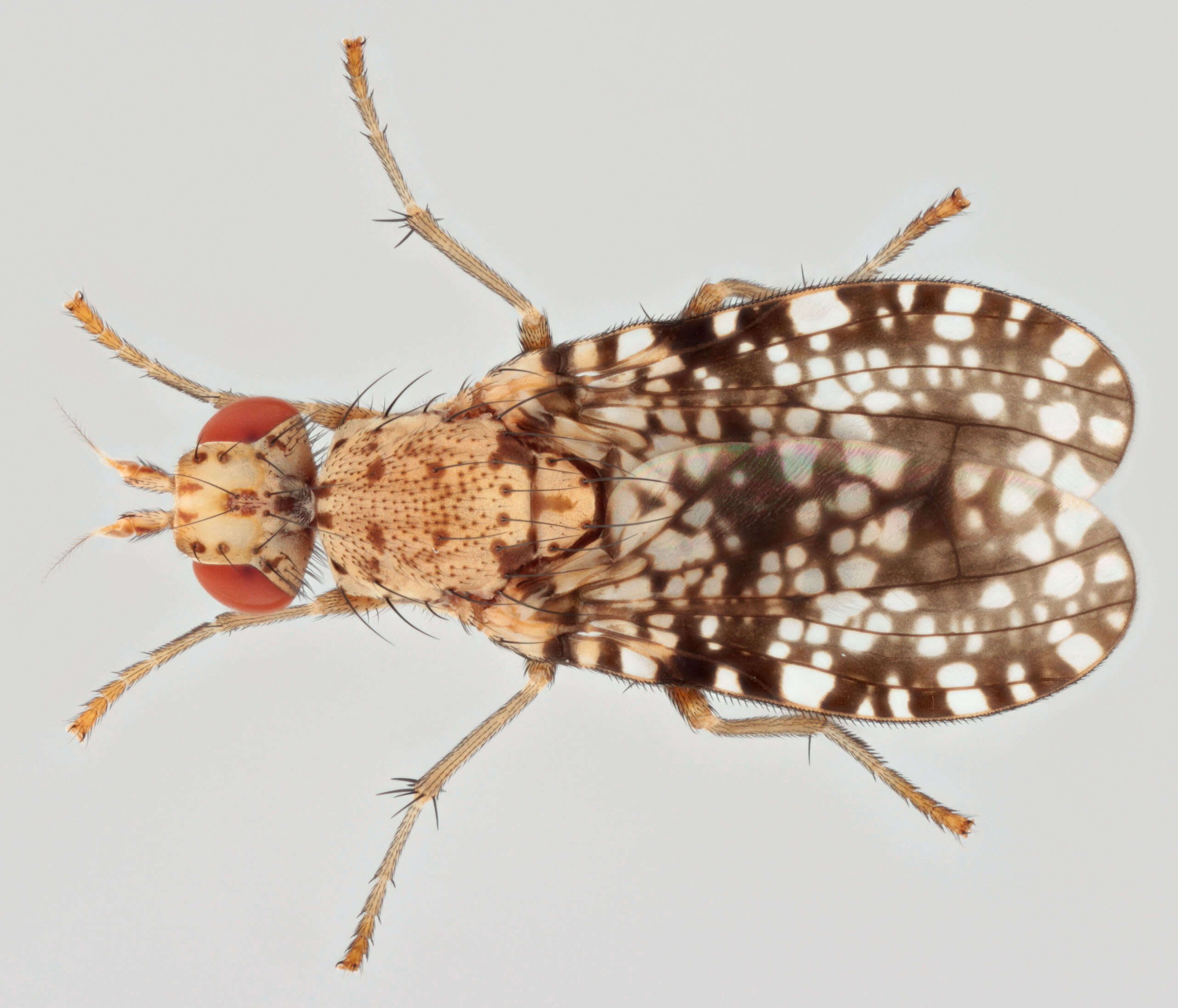 Image of Trypetoptera punctulata (Scopoli 1763)