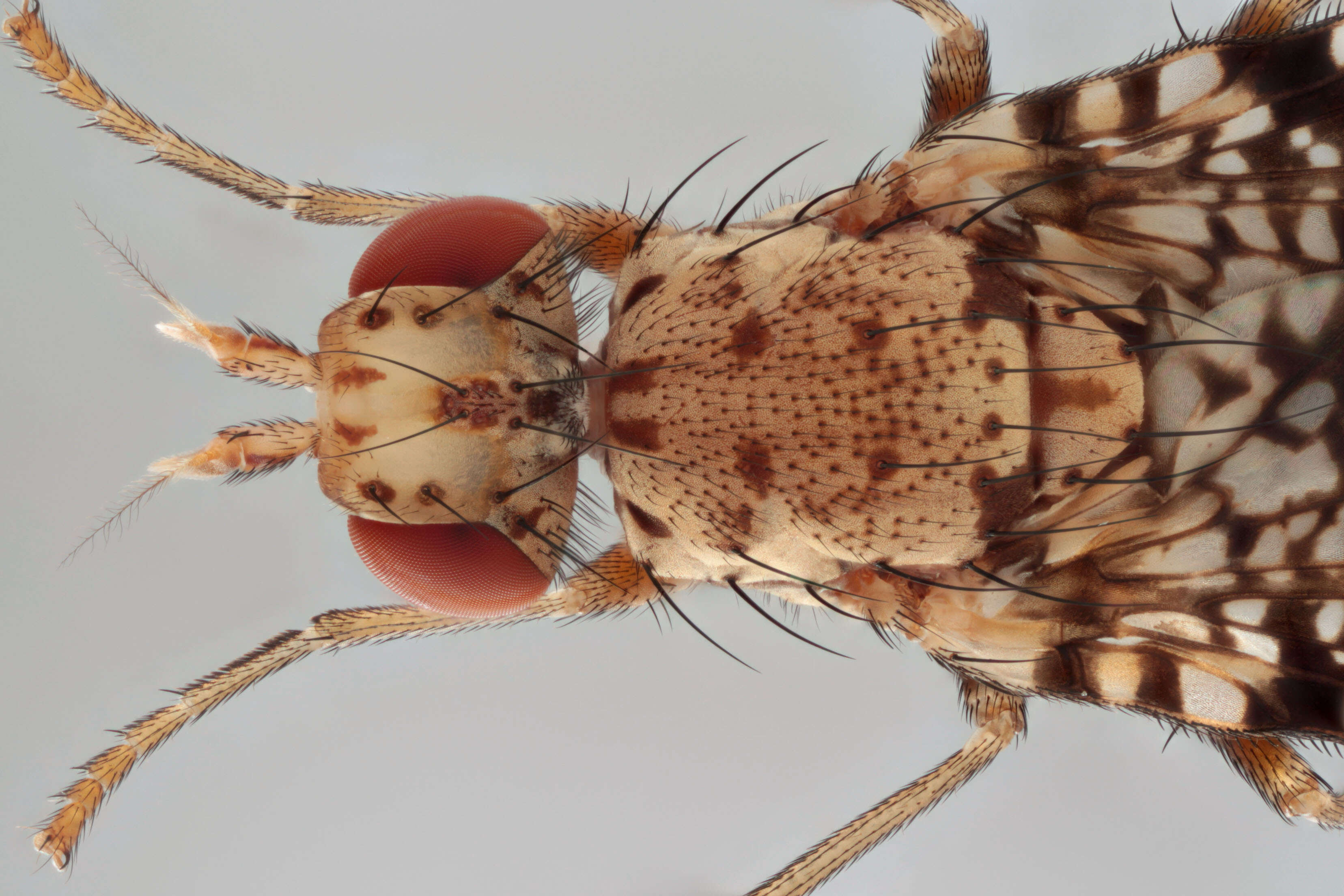 Image of Trypetoptera punctulata (Scopoli 1763)